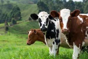 How to Find the Right Dairy Cattle Finance for You Shire Leasing